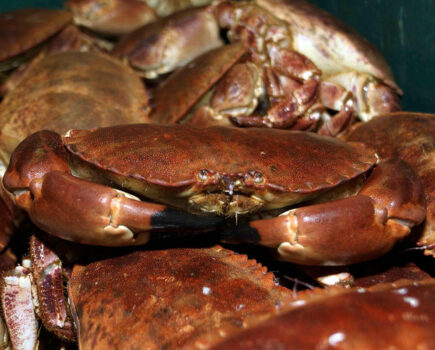 Decline in brown crab landings