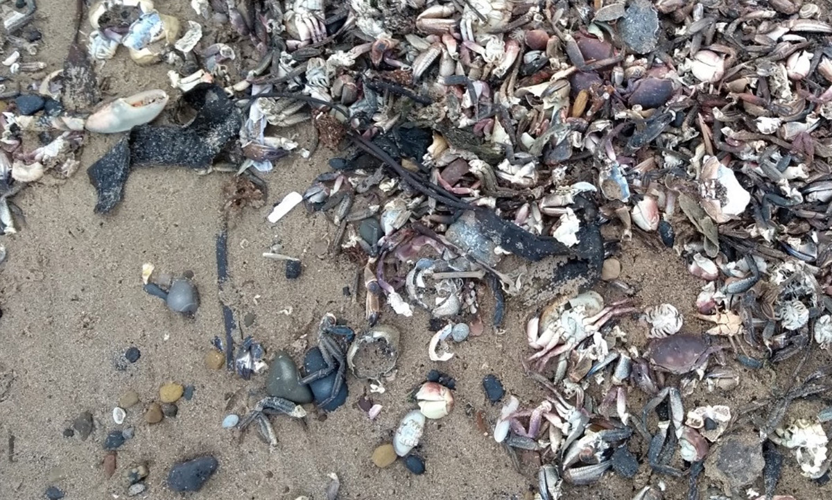 Call for public inquiry into shellfish deaths - Fishing News