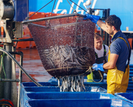 First Cornish sardines landed