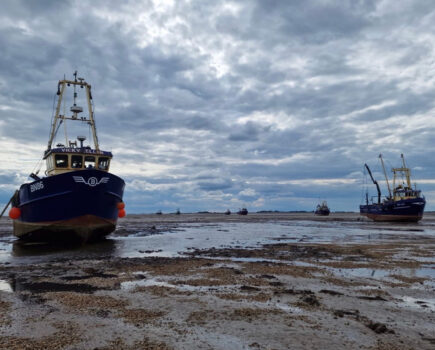 Wash cockle fishery opens after all