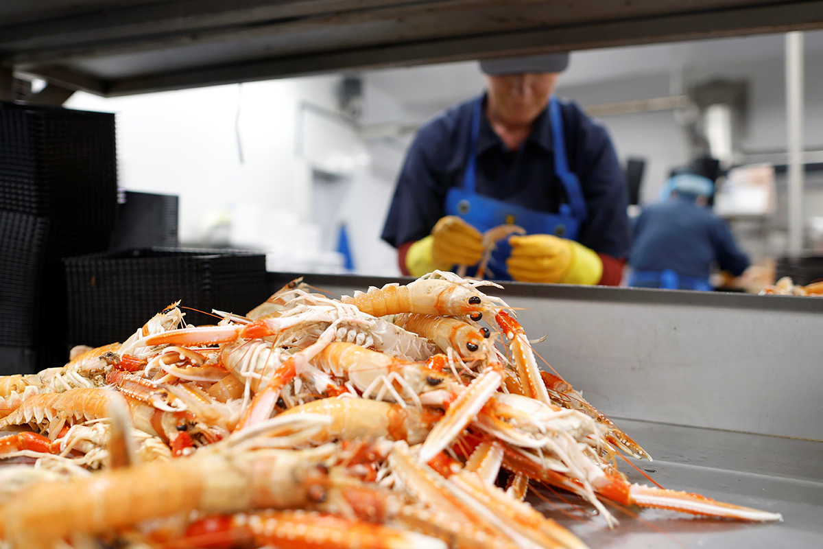 Irish Fish Processors Irish seafood processor develops AI shellfish grader - Fishing News