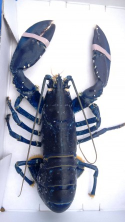 Rare blue lobster