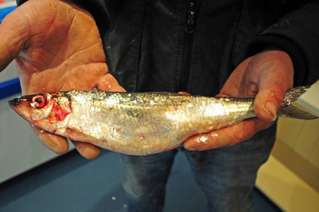 Norfolk longshore herring