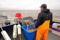 Norfolk longshore herring – going with the flow