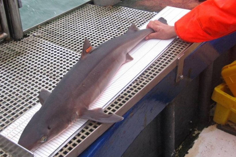 Fishermen buy-in to shark by-watch