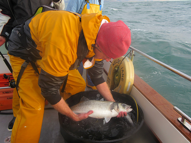 Bass tagging, CEFAS