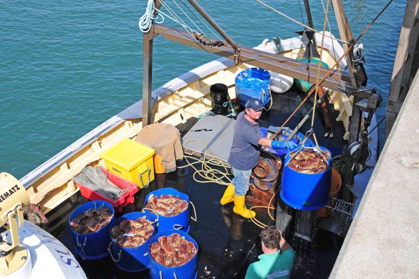 Mid-season lull for South Devon’s crab fishermen