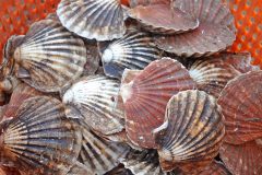 Brixham to host high-profile king scallop conference