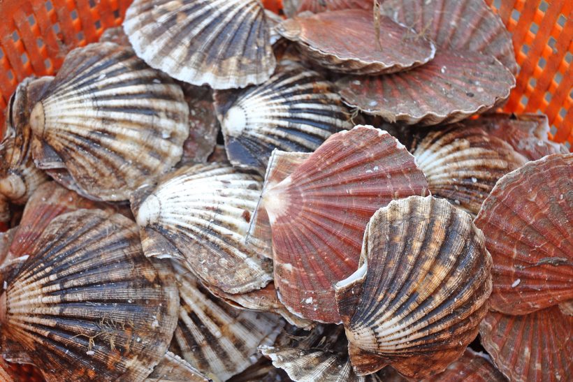 New scallop rules in Scottish waters