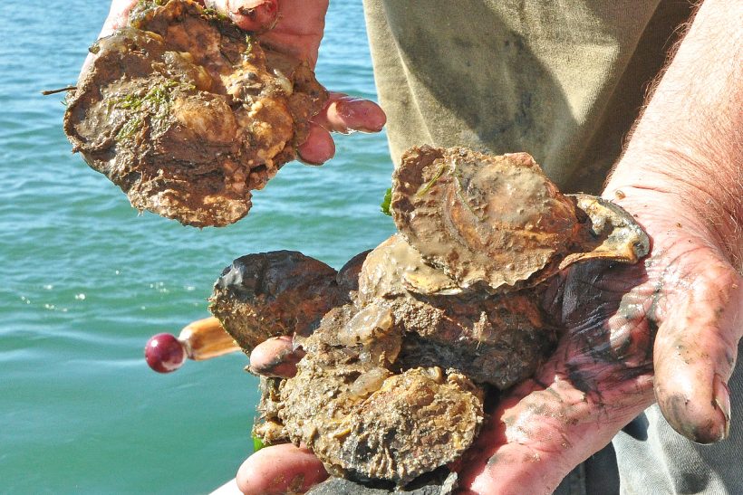 Mersea oyster-dredging match: staying native