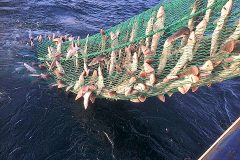Cornish fishermen challenge ‘nonsensical’ EU spurdog management