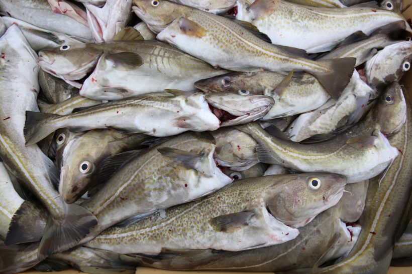 Scientists recommend 375% TAC increase in VIIa cod