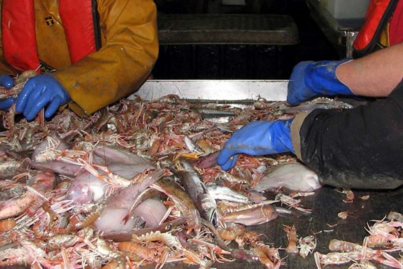 Illegal fishing danger if discarding continues after ban