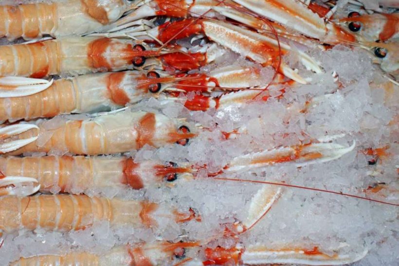 No case for more prawn quota for Scots creelers