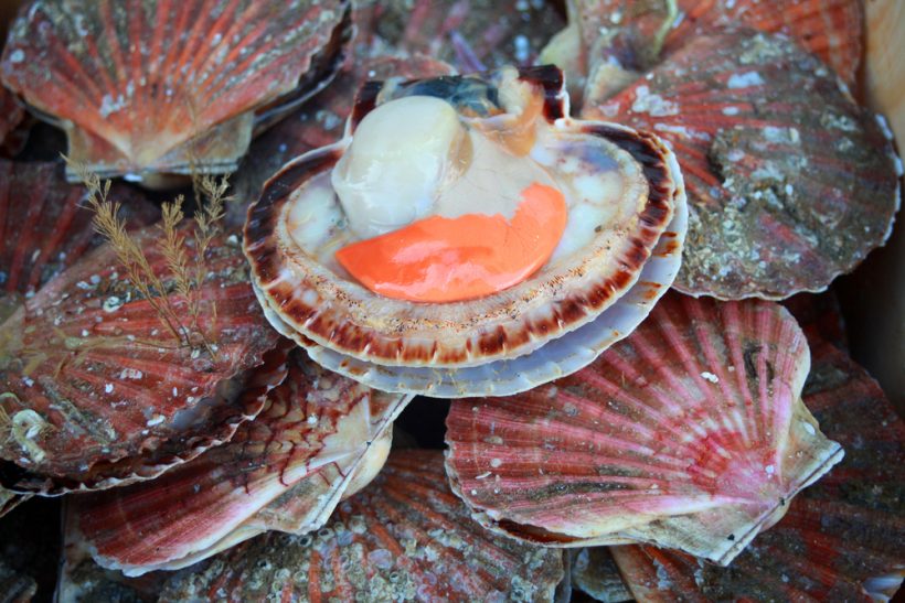 Deepening dispute over Isle of Man scallop licence variation