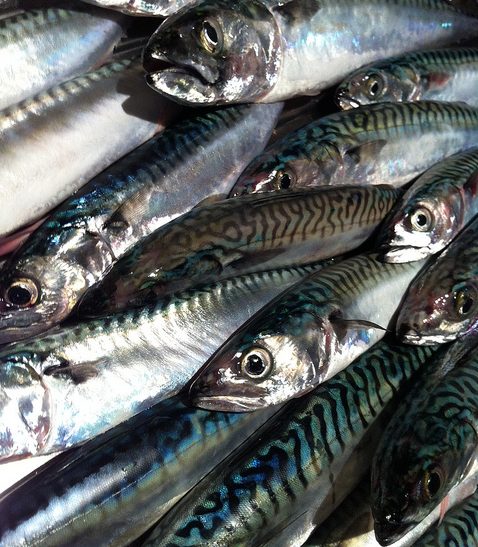 Scottish Mackerel Industry Warns Against Duty Free Exports for Norway