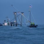 The Isle of Man king scallop fishery in focus