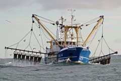 The Isle of Man king scallop fishery in focus