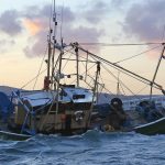 Isle of Man king scallop fishery
