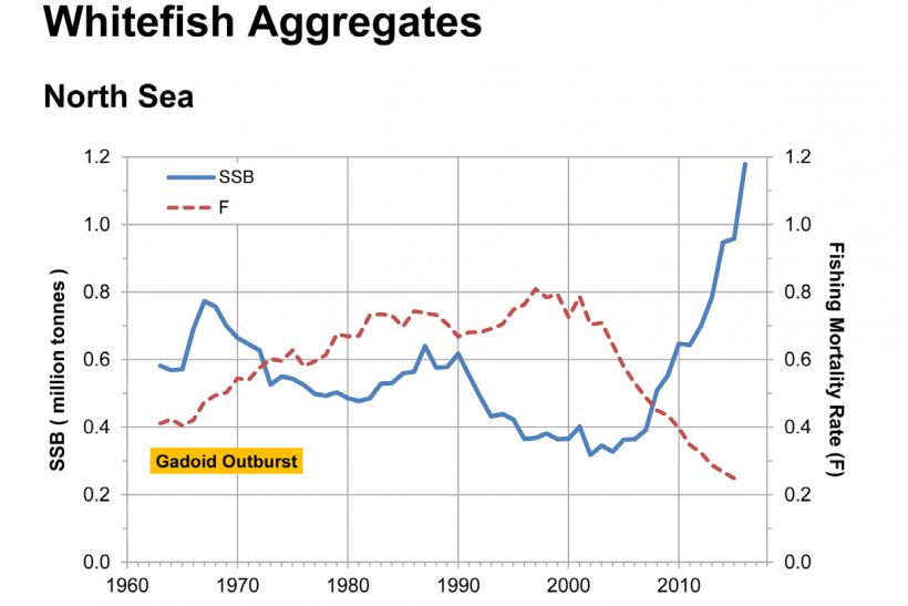 Marked rise in main whitefish stocks highlighted in new report