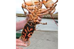 Ireland’s V-notching programme for oversize lobsters extended