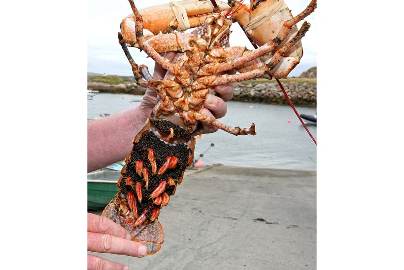 Ireland’s V-notching programme for oversize lobsters extended
