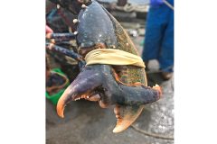 Unusual Islay lobster