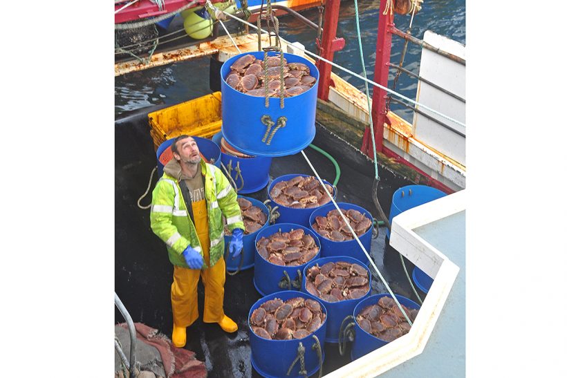 OSF Orkney brown crab creel fishery begins MSC assessment