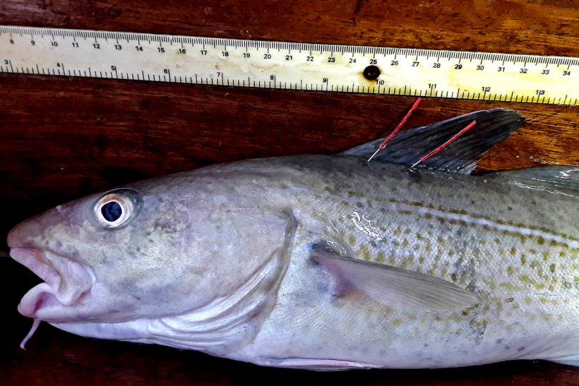 Rewards for reporting tagged Irish Sea cod