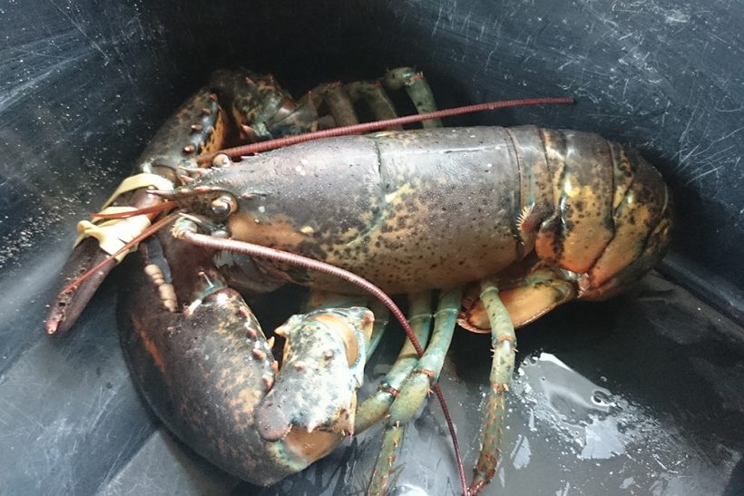 Canadian lobster caught off Sunderland