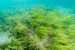 The tragedy of the seagrass commons