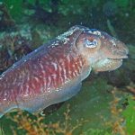 Cuttlefish, with a ‘shell’ developed internally as a buoyancy chamber, have control like that of a submarine – just far more refined. Many scientists say cephalopods such as cuttlefish are the weirdest creatures in the sea.