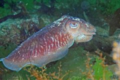 Cuttlefish, with a ‘shell’ developed internally as a buoyancy chamber, have control like that of a submarine – just far more refined. Many scientists say cephalopods such as cuttlefish are the weirdest creatures in the sea.