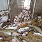 A typical mixed shot of whitefish in the reception hopper, including cod, haddock, hake, monkfish, plaice, saithe and whiting.