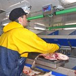 Magnus Polson grading a cod by weight, on one of two sets of Marel electronic scales adjacent to the gutting conveyor.