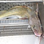 A cod leaves the rotating fish washers…