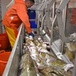 Fishroom man Robbie Jamieson weighing cod released from Tranquility’s automated VCU catch-handling system…