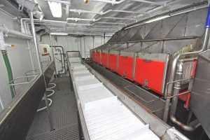 Fish are gutted and selected off the main conveyor that runs across the full beam.