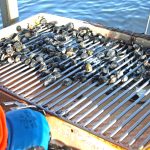 Clams being sorted on a riddle – undersize clams are immediately returned to the sea.