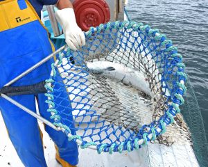 Netting the last salmon of the day over the port side…