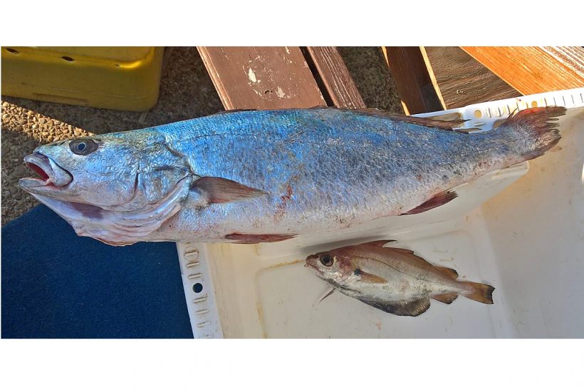 Rare Atlantic shade-fish caught off Dungeness