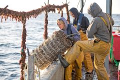 Collaborative three-year lobster project shows great potential