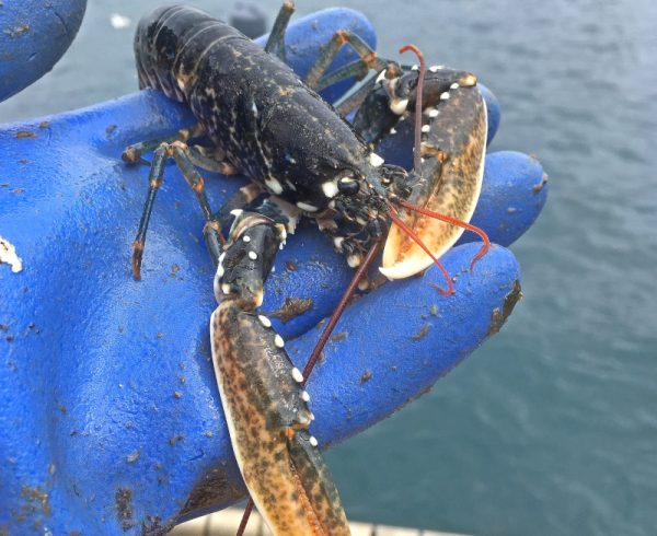 Growth rates of lobsters have been constantly monitored throughout the three years of the LG2 project.