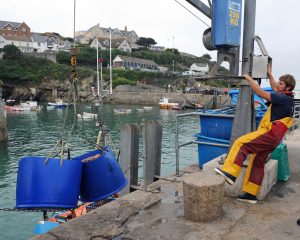 Bongos of brown crab being landed at Newquay.