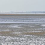 See any knights on horses lobbing spears? The Ferrier Sand off Snettisham, no longer part of the private fishery…