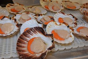 Prime-quality scallops being prepared for export in Whitelink Seafoods’ processing factory in Fraserburgh.