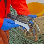 Measuring a lobster…