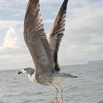 A close encounter with a seagull aboard Danny Buoy SA 1 when whelking off the Gower coast. (Nigel Sanders)