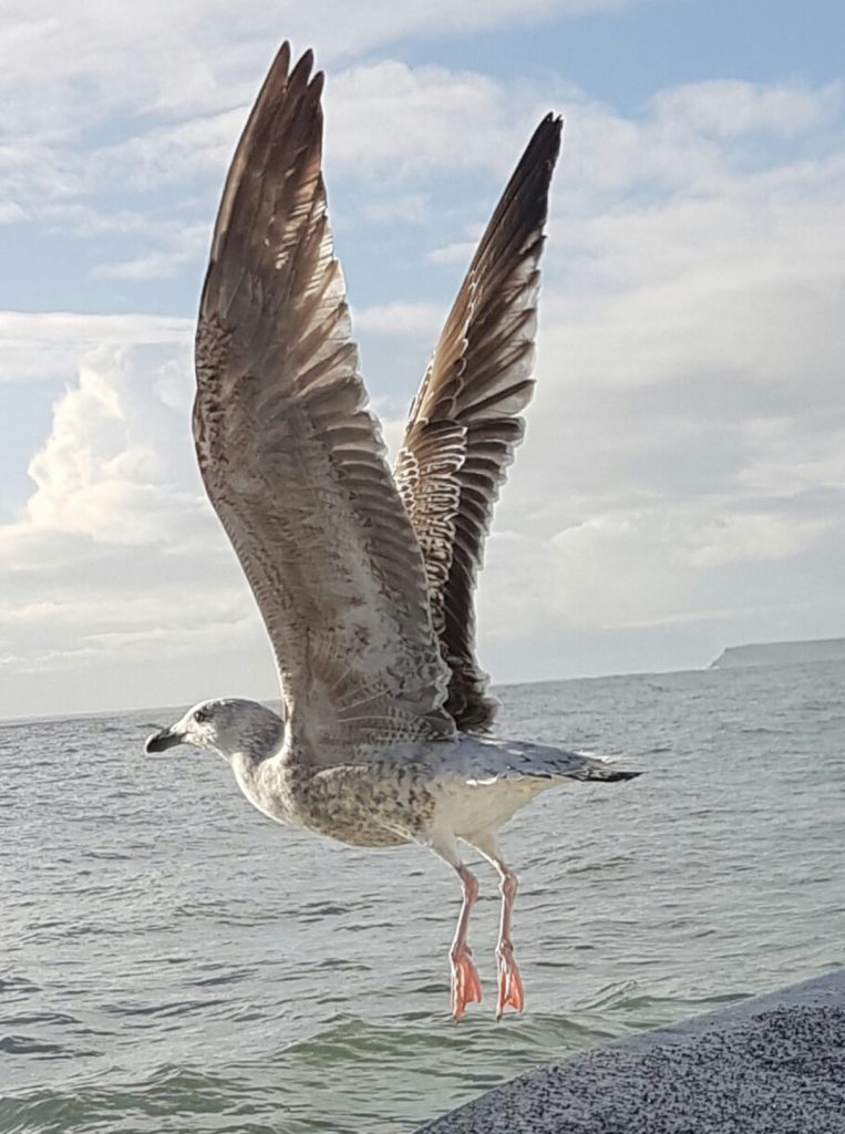A close encounter with a seagull aboard Danny Buoy SA 1 when whelking off the Gower coast. (Nigel Sanders)