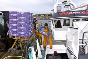 Taking cartons of frozen herring aboard Carvela…